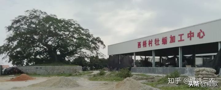 玛塔牡蛎钙哪种最好,玛塔牡蛎钙使用方法