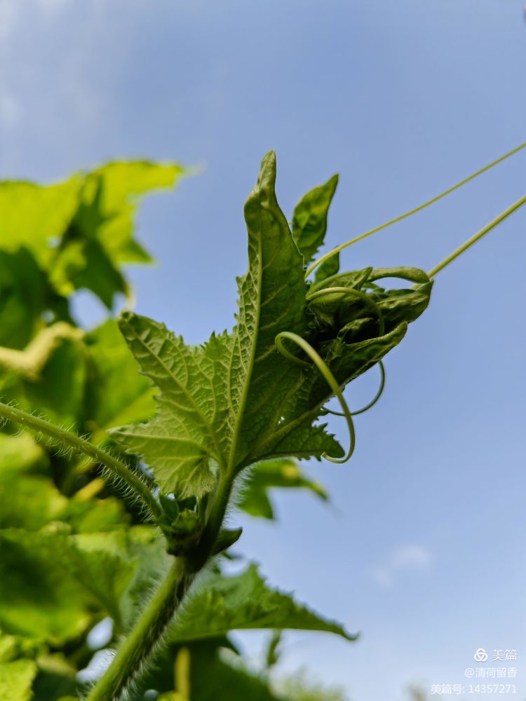 散文:黄黄的瓜花儿