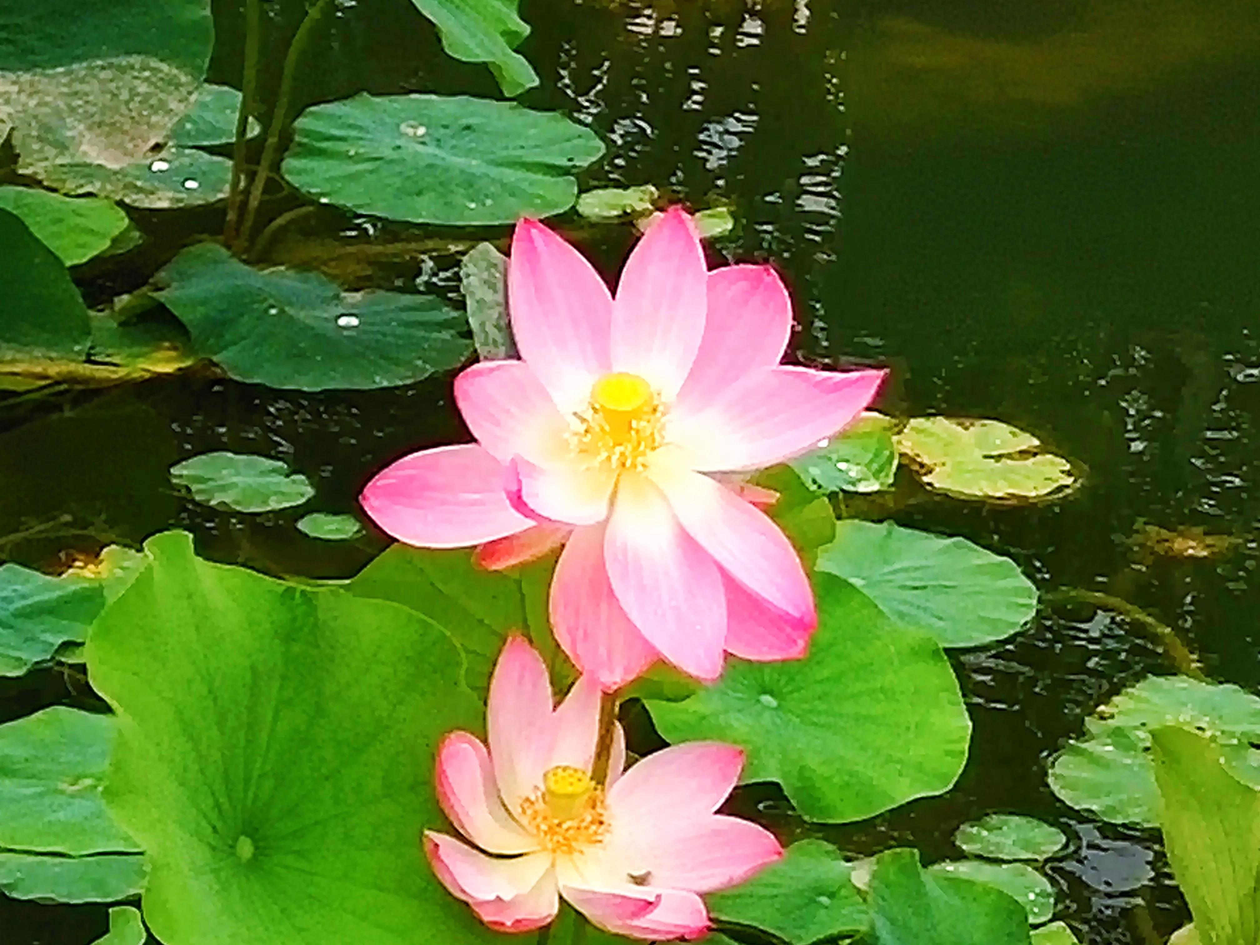 池塘里的荷花开了吗,池塘里的荷花开了表示什么