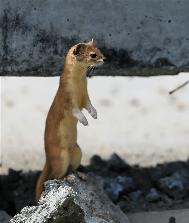 为什么长辈说黄鼠狼不能杀,黄鼠狼为什么不能杀科学依据
