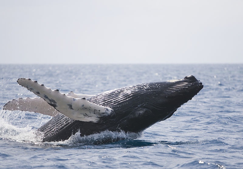 有知识又好笑的冷知识,20个超有趣的冷知识问题