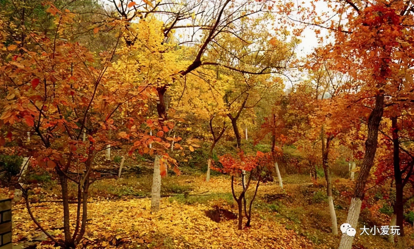 北京红螺寺银杏最佳观赏时间,北京赏银杏景区有哪些