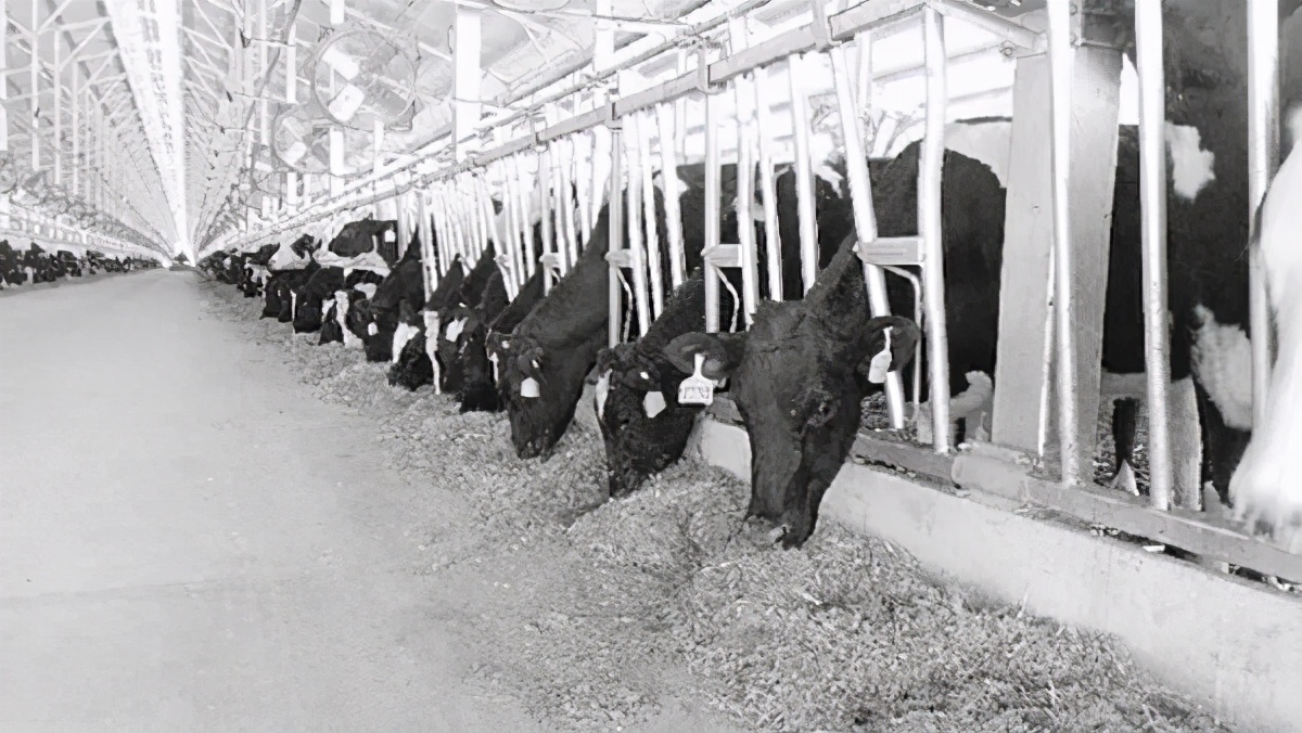 山东现代畜牧发展现状,山东省关于加快畜牧业转型升级