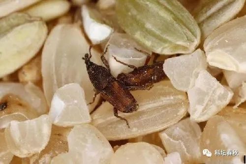 夏季为什么大米易生“米虫”，如何对付这种让人头皮发麻的小虫子