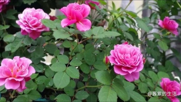 葵系列月季,葵紫色月季