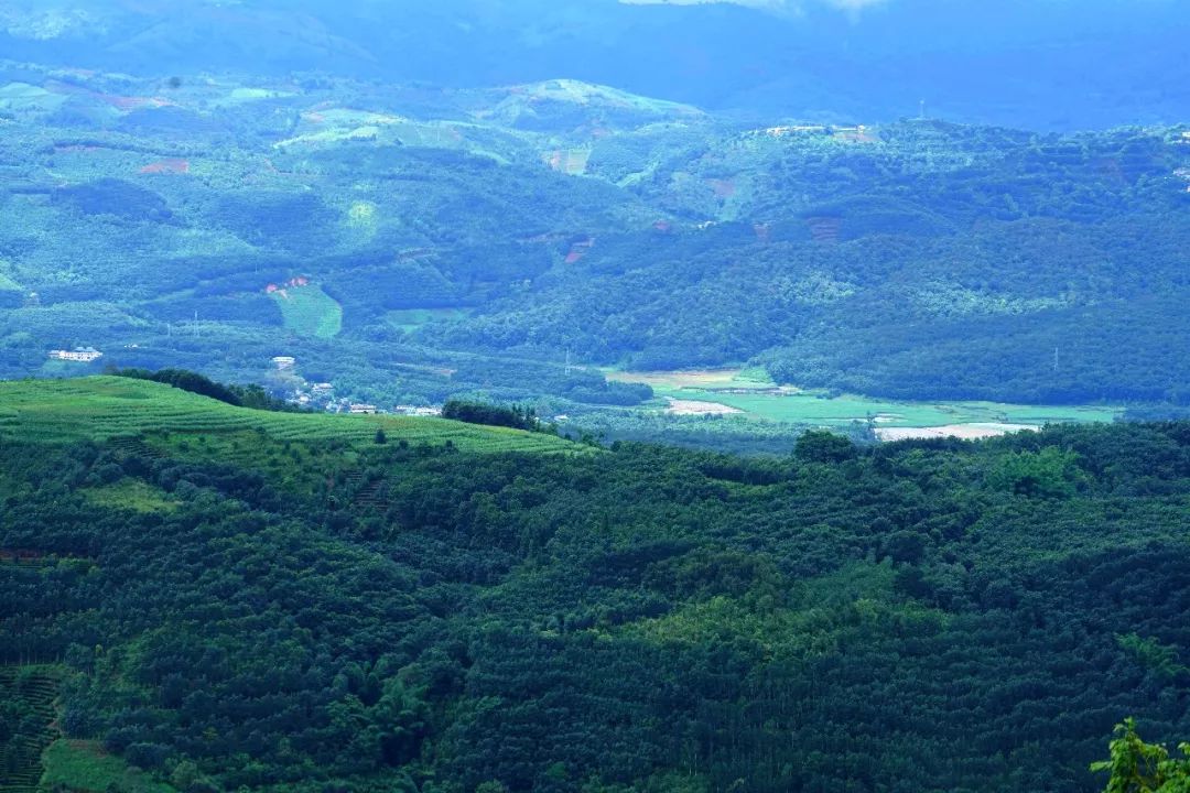 普洱茶产区茶山头分布图,普洱茶四大茶区口味