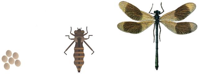 夏天捕捉蜻蜓,夏天捉飞虫