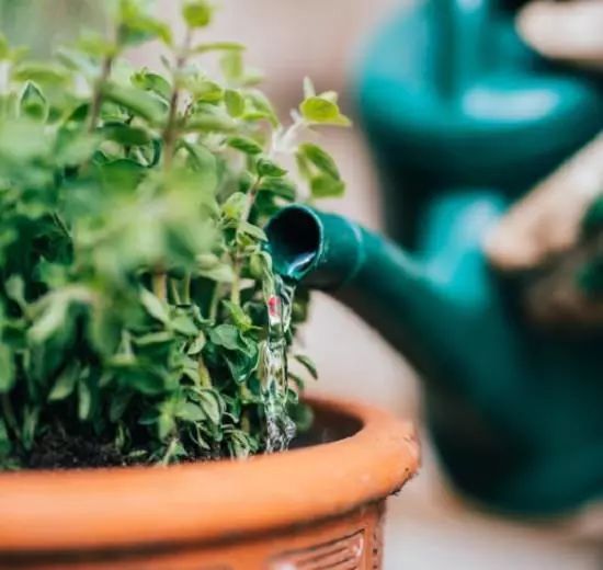 离家久如何给花浇水,离家时间比较久花儿怎么浇水
