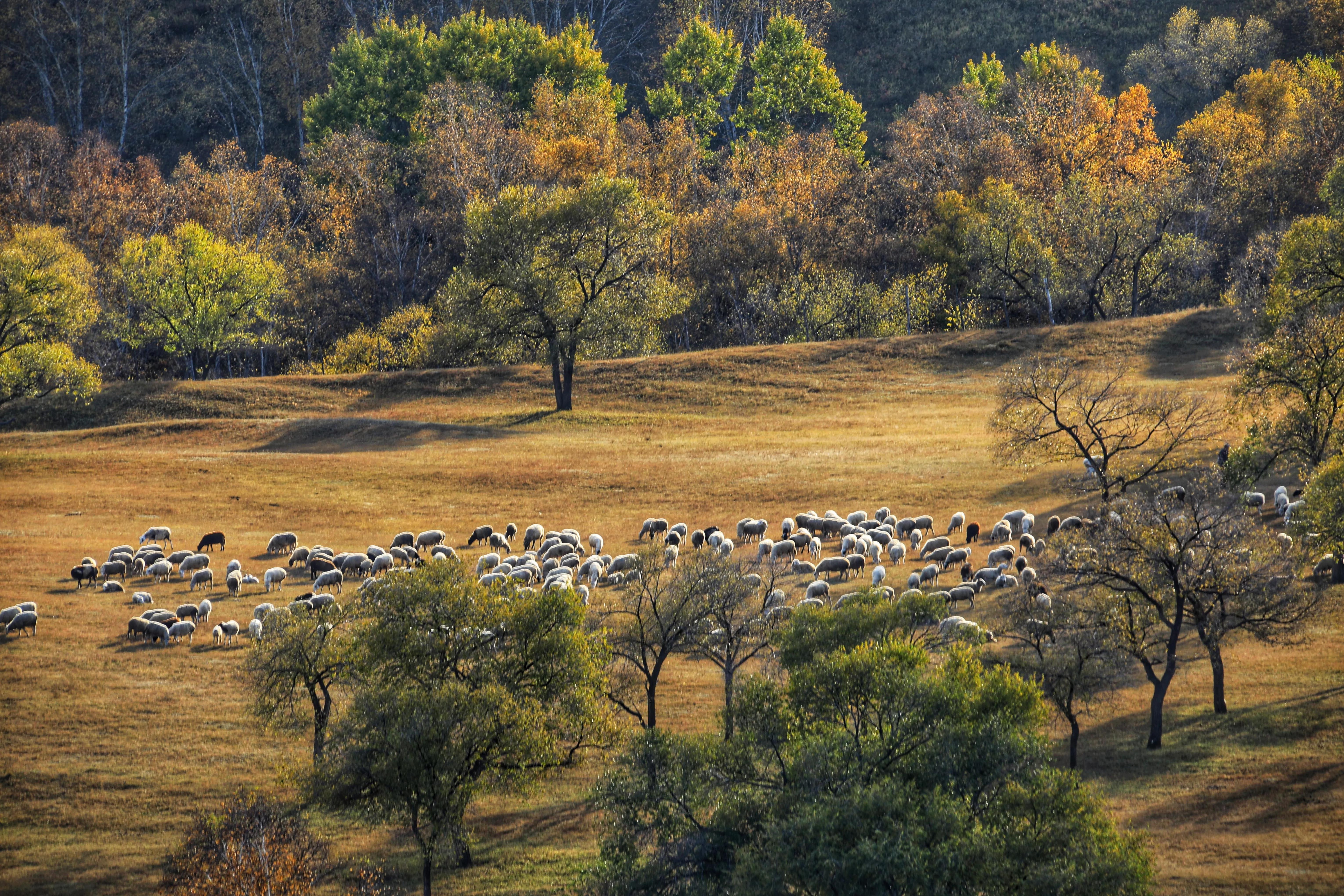 坝上秋色草原,坝上草原游记作文
