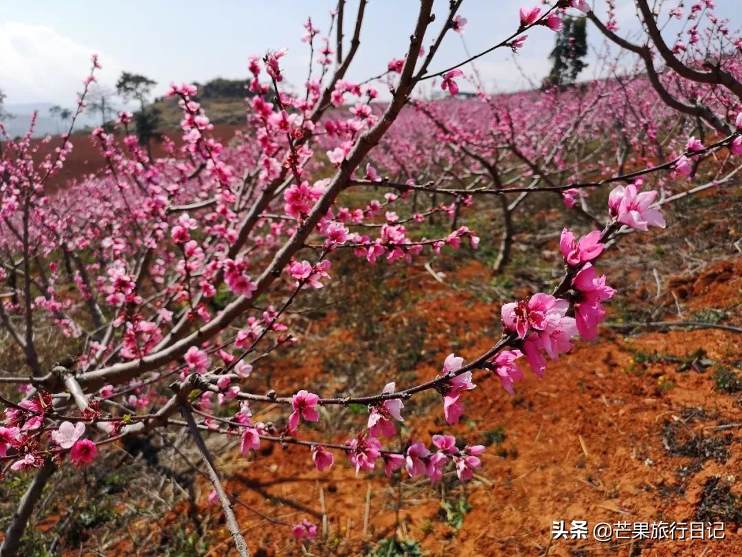 云南适合隐居的小山村,云南与世隔绝的花海