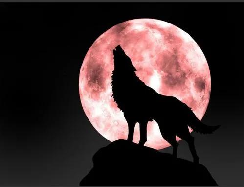 大秦帝国之裂变张仪与秦王,张仪的连横和苏秦合纵为什么成功