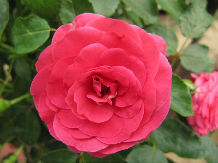 北京常见的树有哪些,北京绿化月季品种