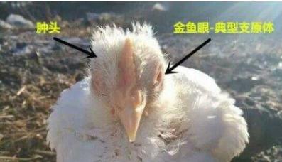 鸡肿眼睛和张口呼吸怎么治,鸡支原体呼吸道病怎么治