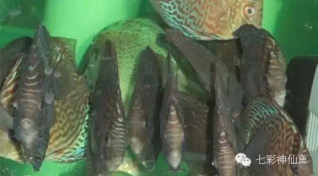 水霉病的治疗方法,水霉病的治疗方法加盐