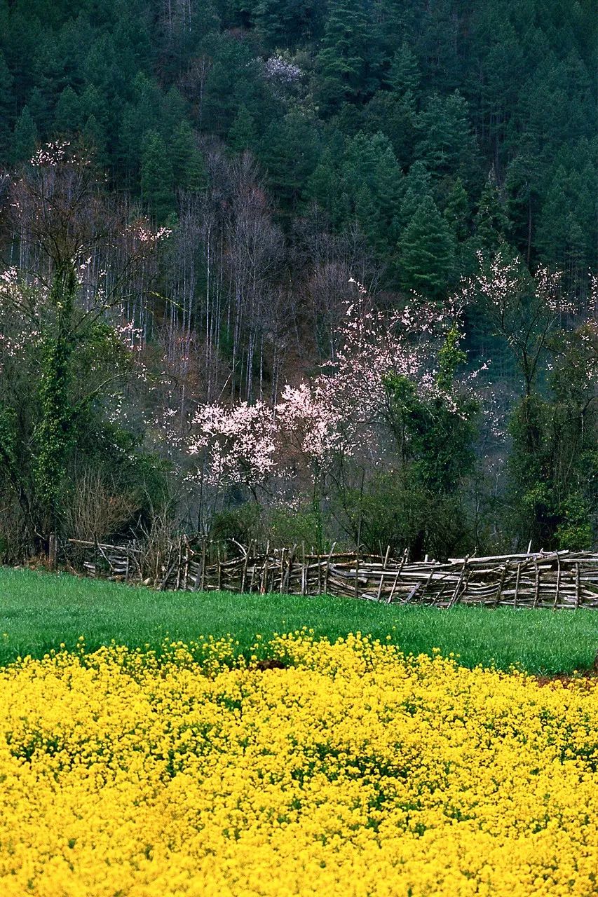 有一种风情叫江南烟雨,波密西藏江南