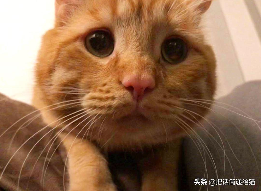 被弃养了一次的猫,从病魔中救回的猫脱离安乐死