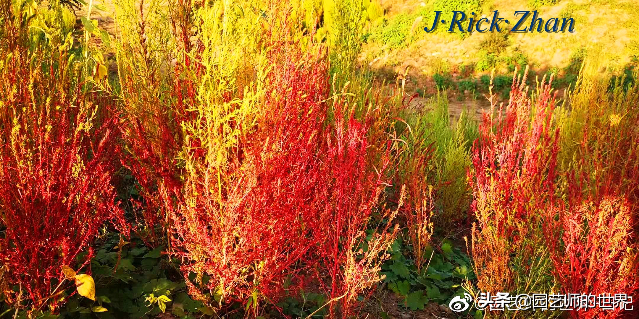 红色地肤草的种植方法,红地肤怎么养