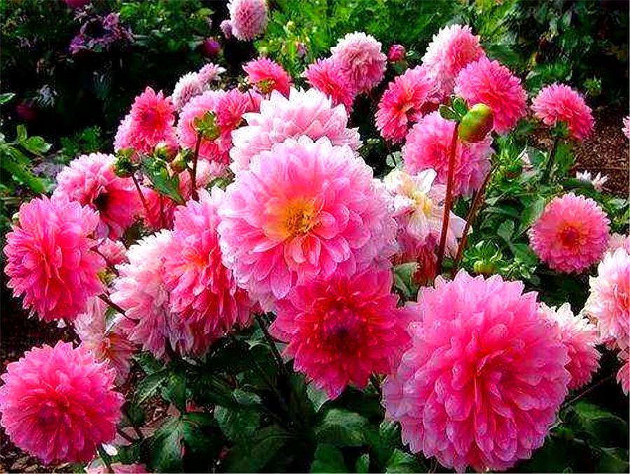 大丽花开花少过冬难？冬天做好“4件事”，安全越冬，来年猛开花