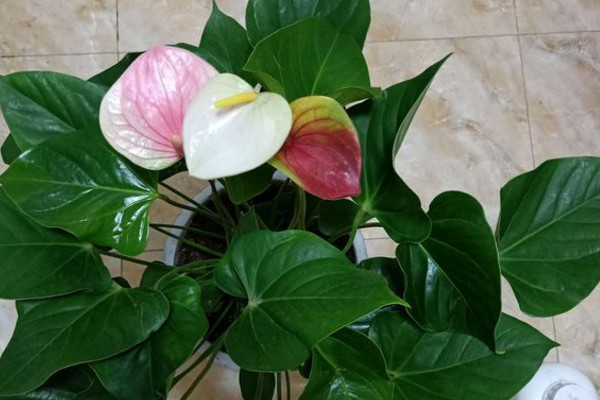 粉掌的花怎么养用不用老浇水,粉掌长不高怎么回事