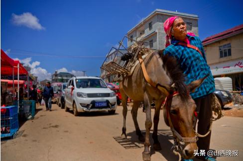 香甜的雪莲果,好吃的雪莲果哪里找