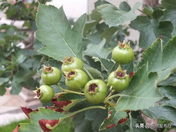 忻州国力花园二期在哪个位置,忻州国力花园五期和国力新城二期