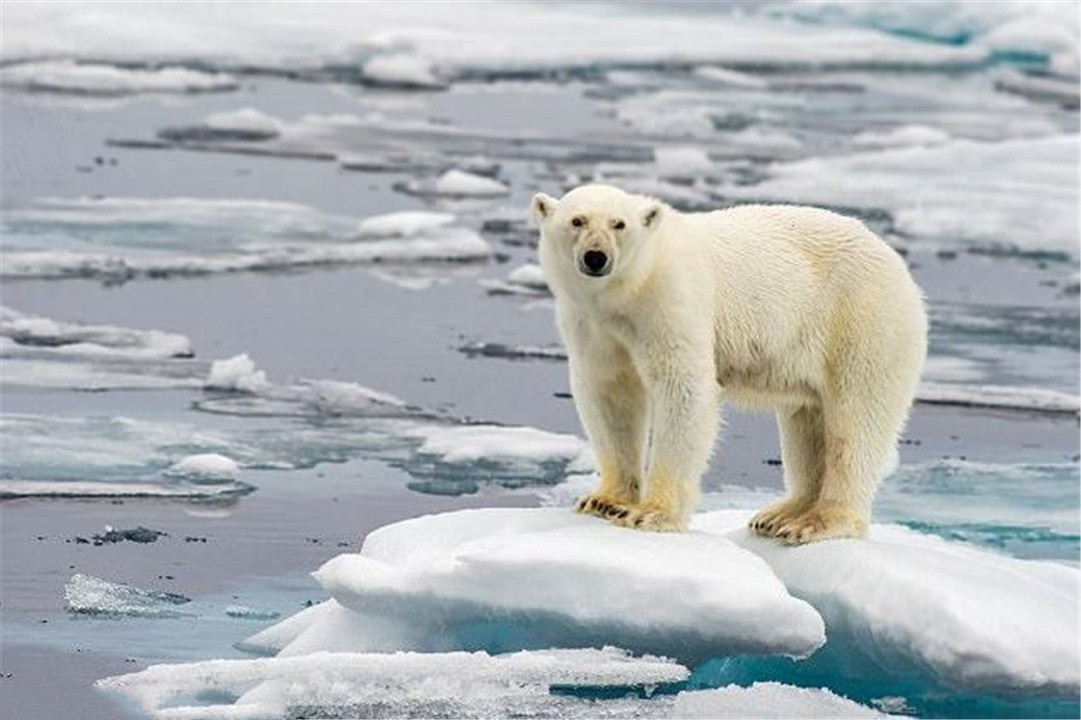 全球气温变暖科学家有何应对措施,气温升高导致多少物种灭绝