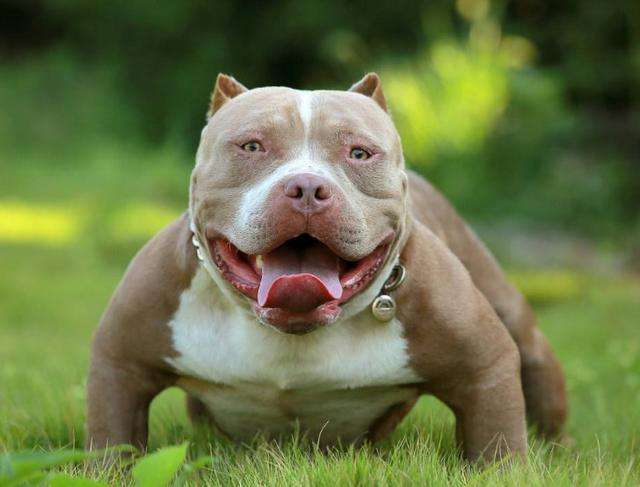 狗狗脾气不好老打架,狗狗脾气不好一急就咬人