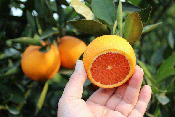 橙子有公母之分怎样挑选,橙子分类视频