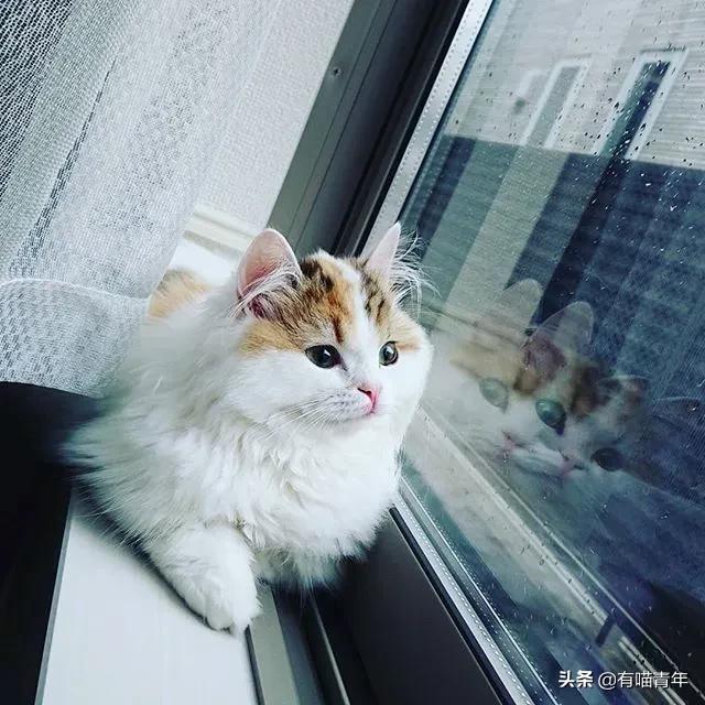 漂亮的三花猫欣赏,最迷人的三花猫