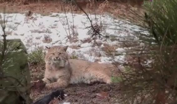 救援被捕兽夹夹住的男子,野生猞猁被人类救助