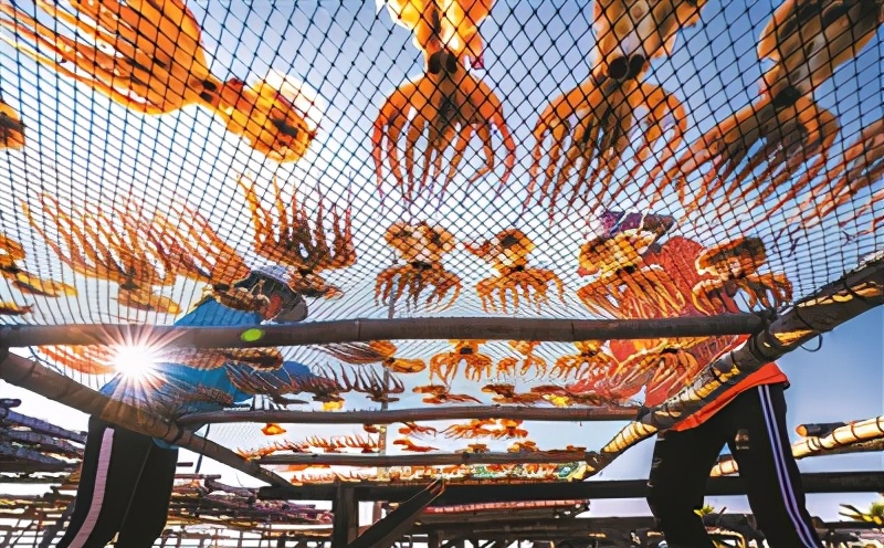 海南淡晒墨鱼干,晒的墨鱼干好吃吗