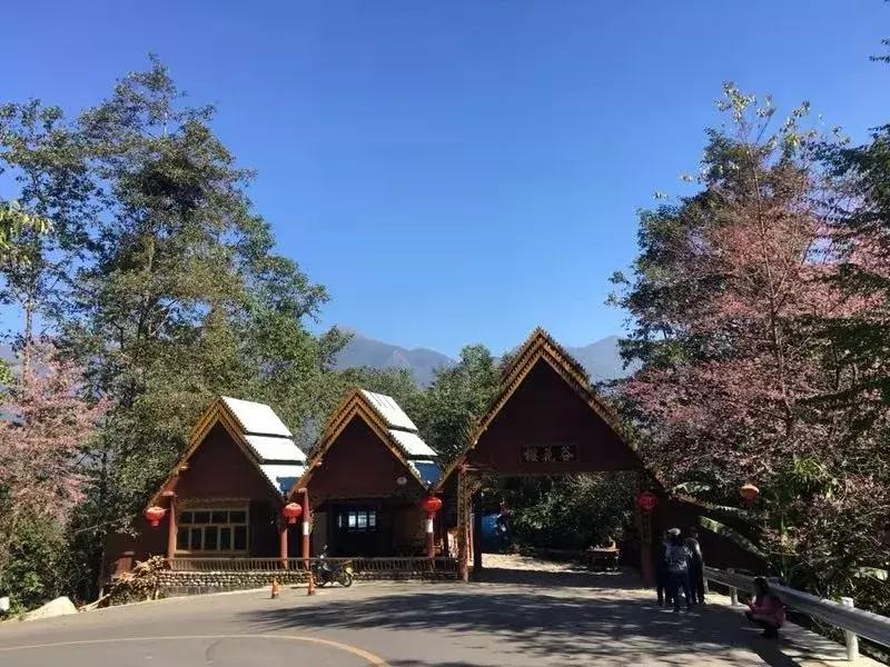 腾冲樱花谷景区,腾冲樱花谷