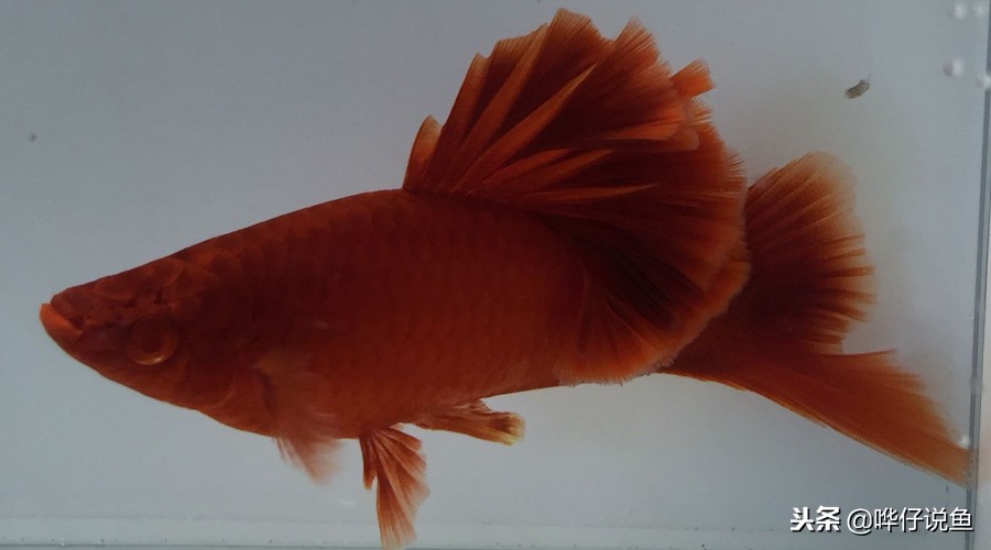 十大宠物鱼,宠物鱼排名前十的牌子