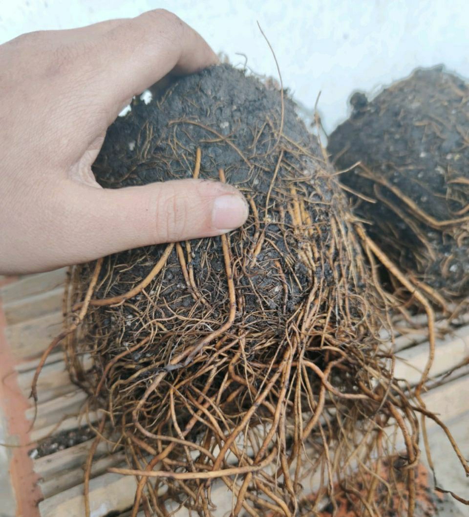 铁线莲花苞被虫子吃了,铁线莲花瓣被虫吃了怎么办