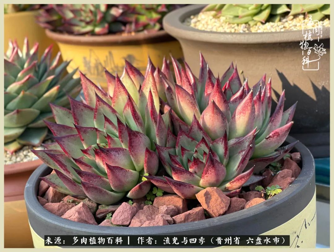 国庆假期你快乐吗？来，凉都美肉与你相伴一一小乌木的霸气东云