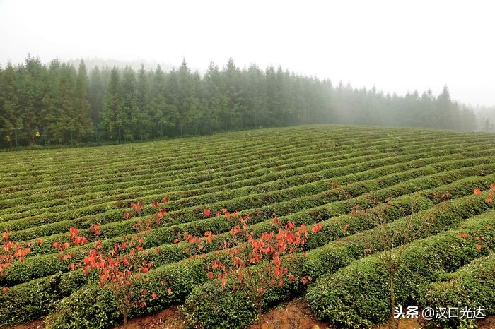 万亩茶园·俄罗斯方块小镇：全球首家茶文化俄罗斯风情主题公园