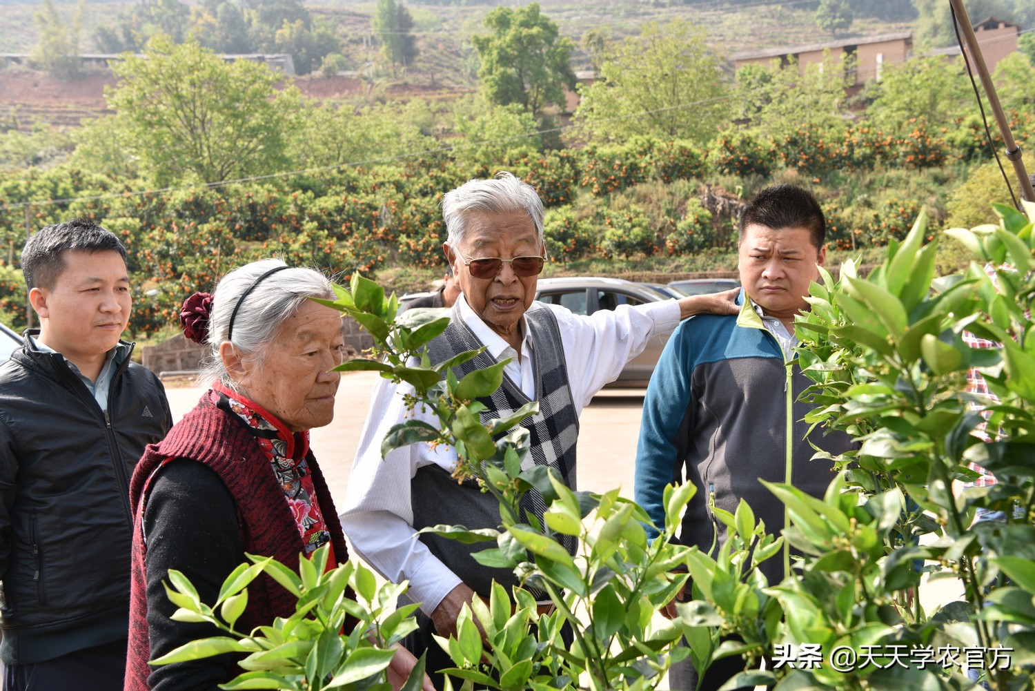 褚橙能快速传播的原因,褚橙是怎样成功的