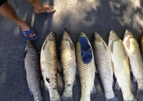 钓翘嘴和草鱼的正确方法与技巧,玉米粒夜钓鲤鱼草鱼方法及技巧