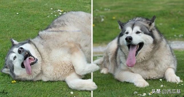 吉娃娃太胖生小狗,吉娃娃是公狗大还是母狗体型大