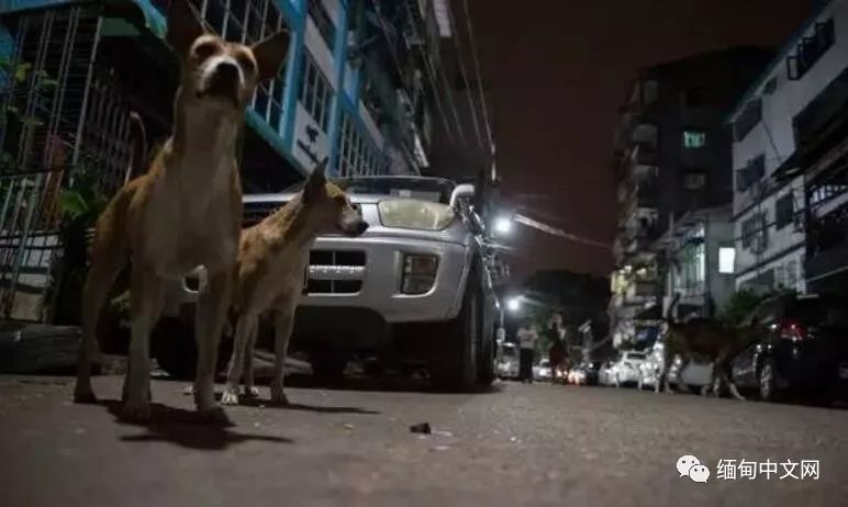 一律毒杀！缅甸小镇，政府下令毒杀流浪狗，中毒流浪狗满嘴血