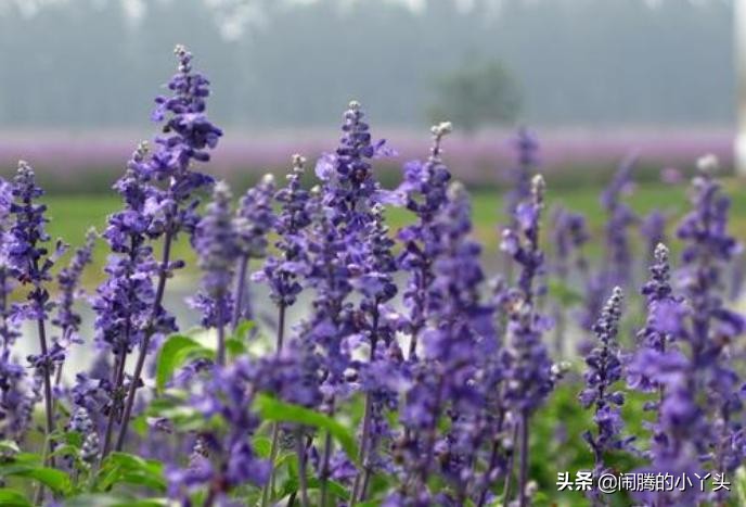 洋苏草花语,洋苏草的花语和寓意