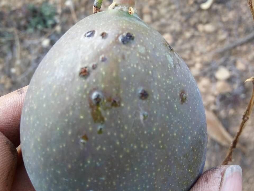 芒果流胶病用什么药治疗最好,芒果树流胶病怎么治理