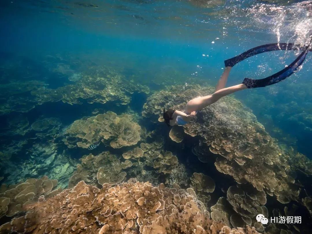 帕劳海底世界美人鱼,美人鱼和帕劳