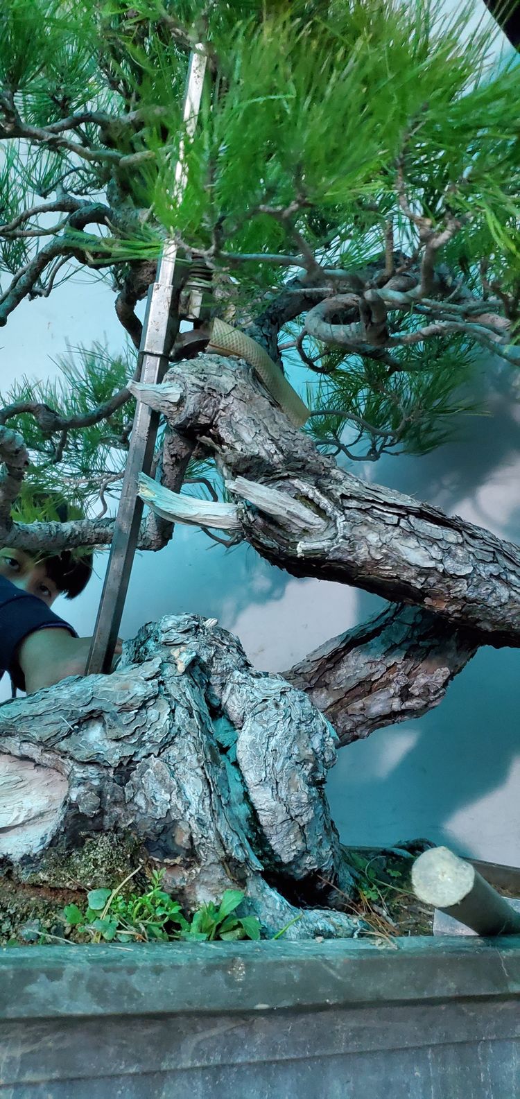 金奖精品黑松盆景 (日本国风展黑松盆景高清图)