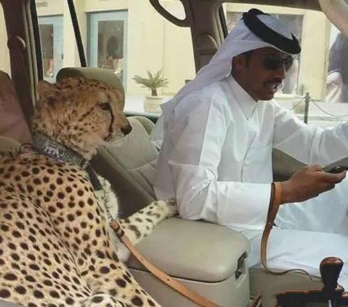 迪拜土豪为什么喜欢朴素白袍,迪拜为什么穿白袍