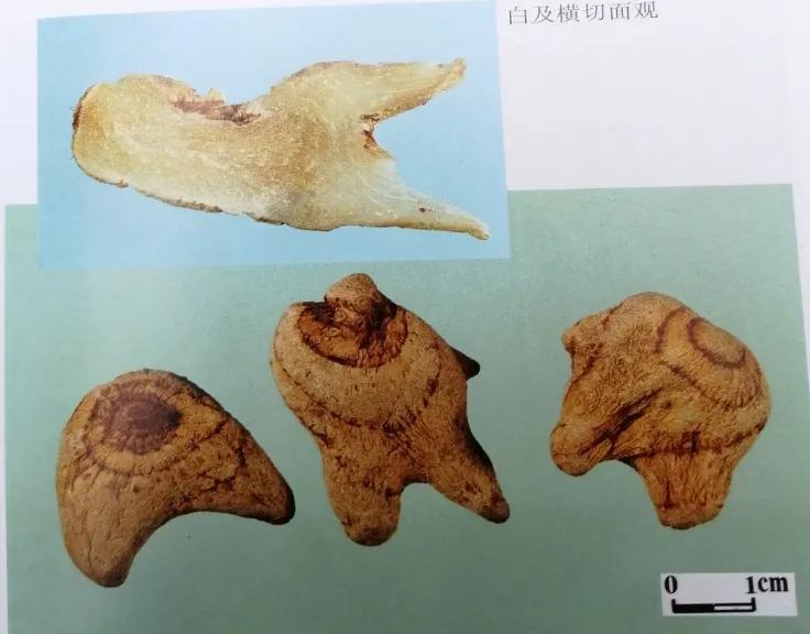 止血收敛的药有哪些,收敛止血中成药有哪些