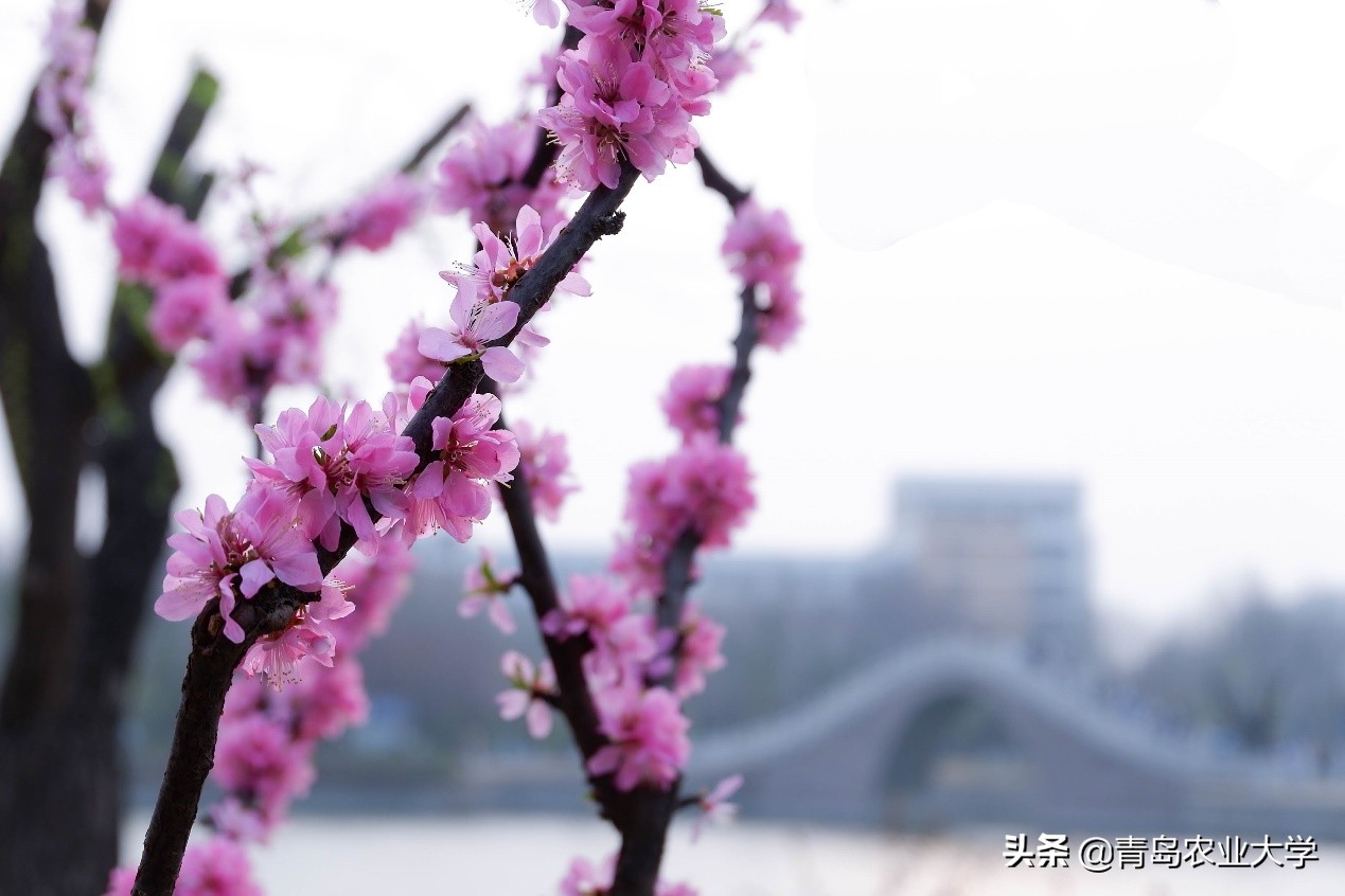 介绍青岛农业大学,令人心动的青岛