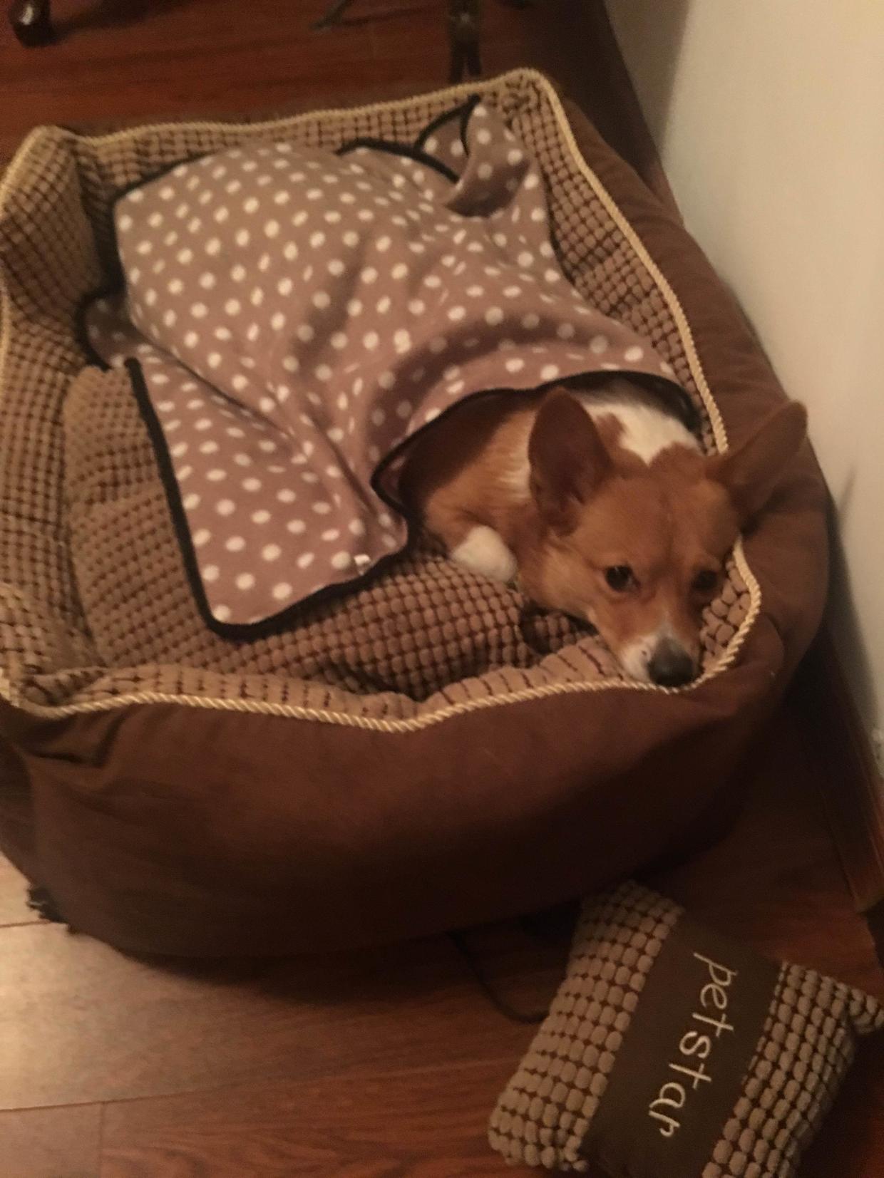 狗狗的成长历程和变化,狗狗的成长过程动画片