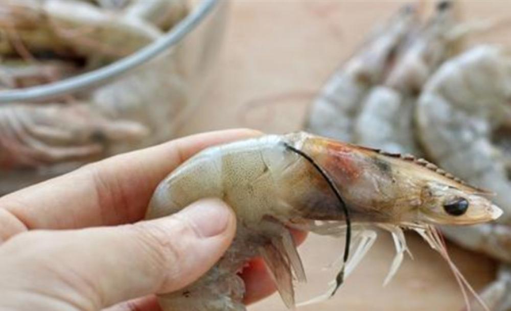 虾里发现寄生虫,虾里面发现虫子