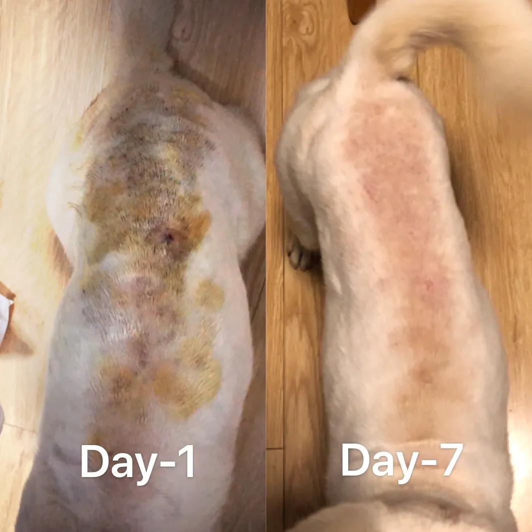 狗子得皮肤病原因,狗子得皮肤病怎么治